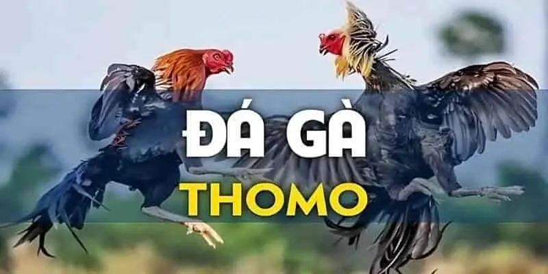 Các trận đấu hấp dẫn từ trường gà Thomo